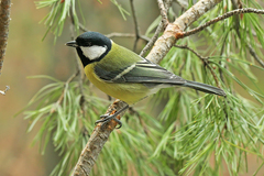 Parus major