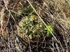 Gymnocalycium monvillei