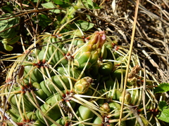 Gymnocalycium monvillei