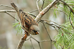 Passer domesticus