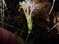 Glandularia platensis