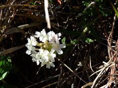 Glandularia platensis