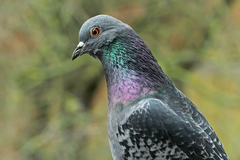 Columba livia domestica