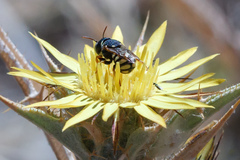 Pseudoanthidium