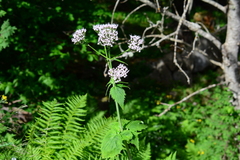 Valeriana pyrenaica