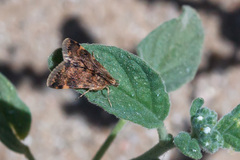 Aporodes