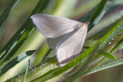 Rhodometra sacraria