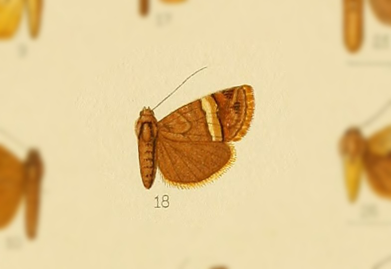 Ozarba rectifascia