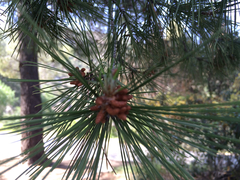 Pinus coulteri