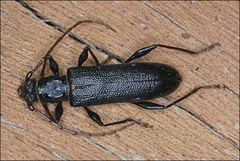 Callidiopis scutellaris