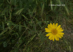 Anacyclus radiatus