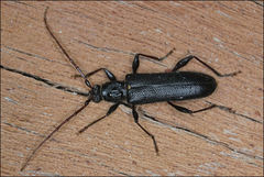 Callidiopis scutellaris