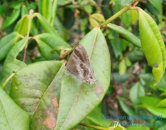 Rubroserrata ecbatana