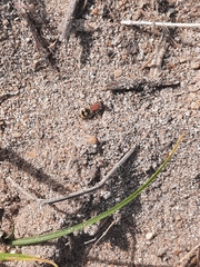 Eotrogaspidia auroguttata