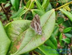 Rubroserrata ecbatana