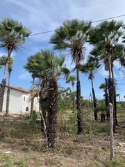 Copernicia prunifera