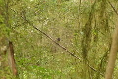 Petroica macrocephala