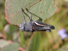 Cirphula pyrrhocnemis