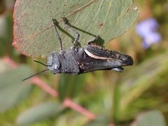 Cirphula pyrrhocnemis