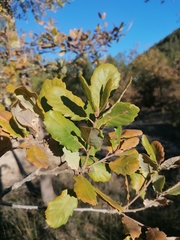 Quercus × cerrioides