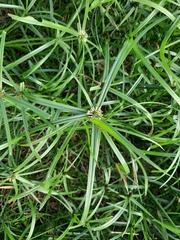 Cyperus aromaticus