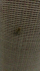 Hogna radiata