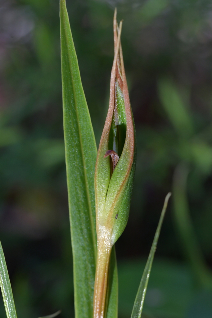 Pterostylis cardiostigma