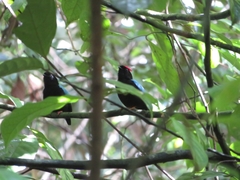 Chiroxiphia pareola