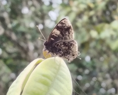 Aubergina vanessoides