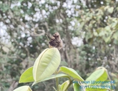 Aubergina vanessoides