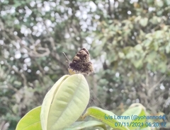 Aubergina vanessoides