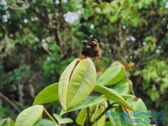Aubergina vanessoides