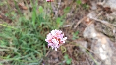Armeria langei