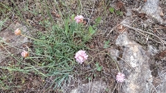 Armeria langei