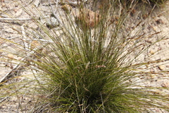 Schoenus cuspidatus
