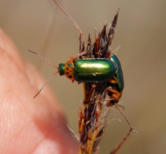 Schoenus cuspidatus
