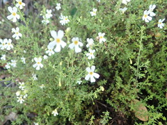 Jamesbrittenia argentea