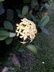 Ixora