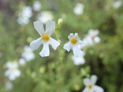 Jamesbrittenia argentea