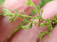 Jamesbrittenia argentea