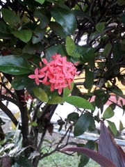 Ixora