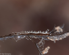 Lomanotus vermiformis