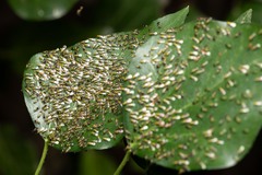 Chrysocharis