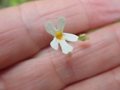 Jamesbrittenia argentea