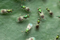 Chrysocharis