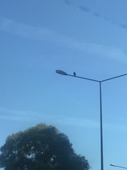 Corvus cornix