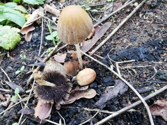 Coprinellus