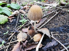 Coprinellus