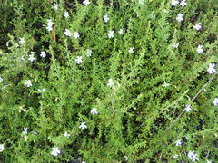 Jamesbrittenia argentea