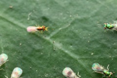 Chrysocharis